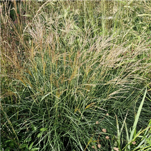 Miscanthus Sinensis 'Yakushima Dwarf'